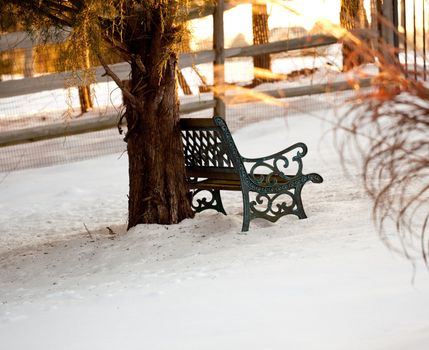 Wrought iron seat under a tree in the snow with the sun lighting the plants in the foreground