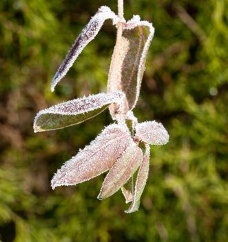 Frost glistening on some frozen leaves backlit by early morning sun