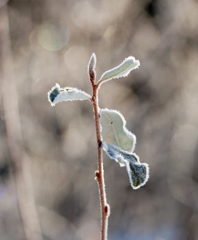 Frost glistening on some frozen leaves backlit by early morning sun