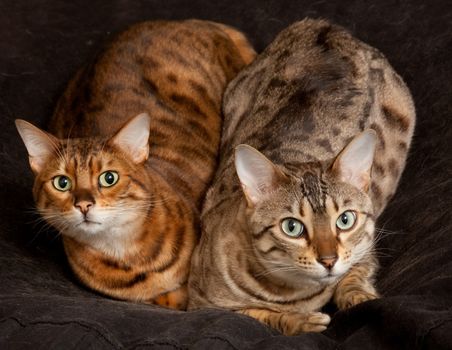 Lovely pair of bengal cats staring straight at the camera from their seat