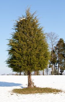 A single conifer tree standing alone in the snow with the grass showing around the base