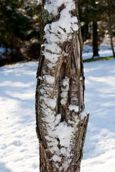 Old knotted tree with blown snow sticking to the bark