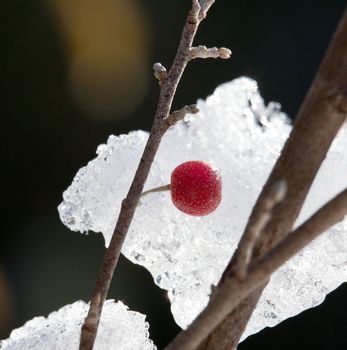 Close-up of red berry on twig in front of ice crystals