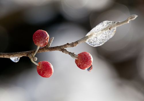 Close-up of red berry on twig in front of ice crystals