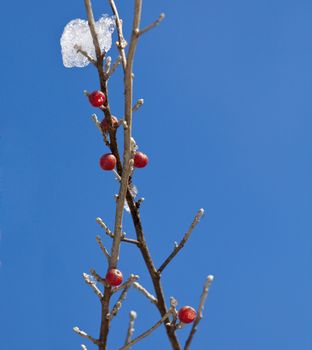 Close-up of red berry on twig in front of ice crystals