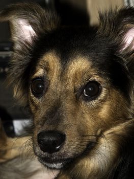 Portrait of a cute little crossbreed dog