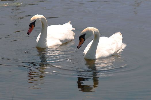 pair of white swans swimming together