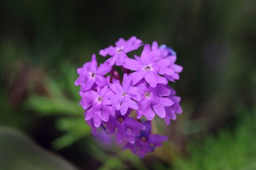 Close up shot of Moss verbosa flower against a natural background