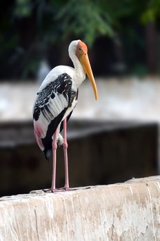 A beautiful painted stork at a local zoo under captive