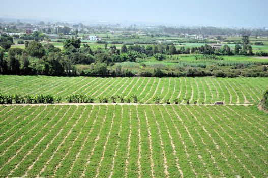 Rows of corn cultivation in Lima Peru