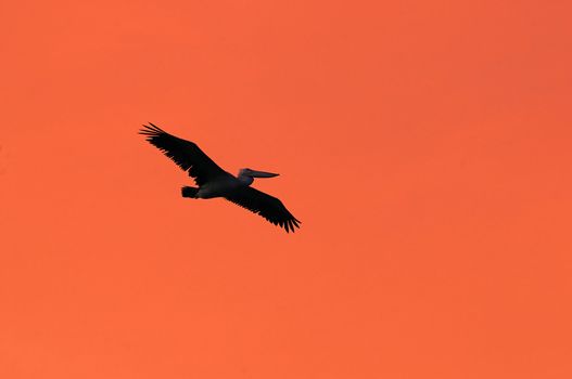 A large Pelican flying against the morning sun