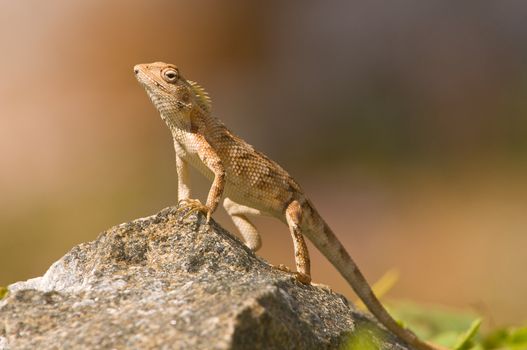 A garden lizard taking a sun bath