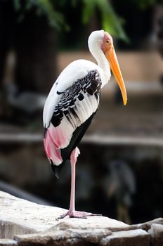 A beautiful painted stork at a local zoo undetr captive