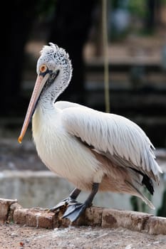 A beautiful Spot billed pelical at a local zoo