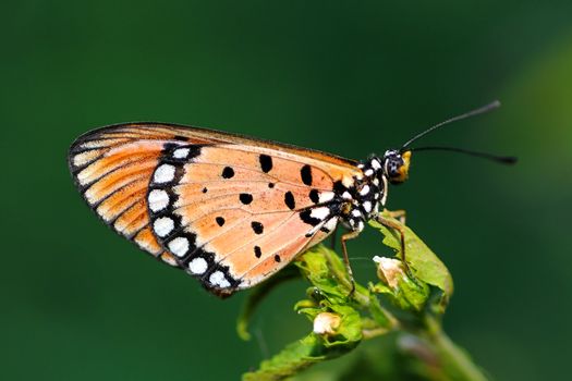 A beautiful tawny coaster butterfly perching on a plant