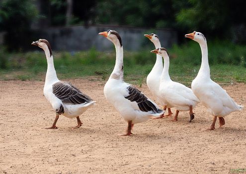A row of ducks walking very scared