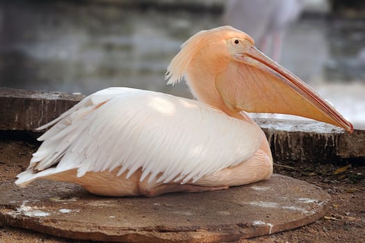 A big rosy pelican sitting silently at a local zoo