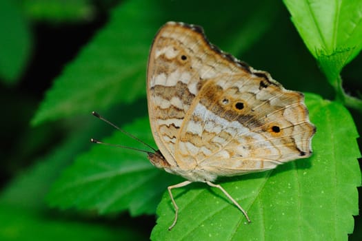 A beautiful butterfly perching on a leaf