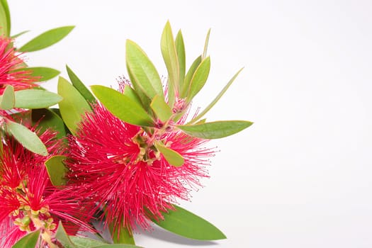 Decorative flower with red thin leaves. The plant is used as a green hedge.