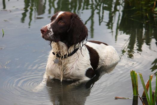 A working English Springer Spaniel