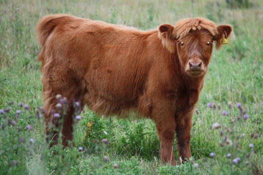 Highland hairy cow