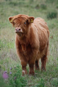 Highland hairy cow