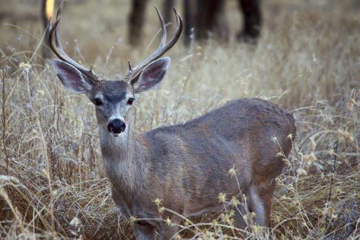 Deer in the forest