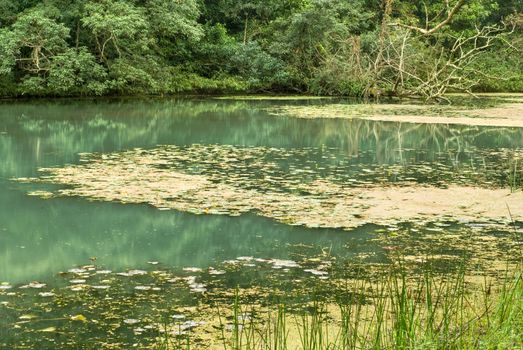 Tropical landscape of lake in forest with leaf over water.