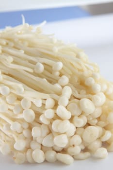white mushroom