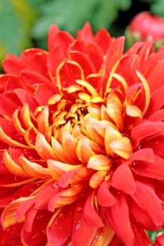 red flower background