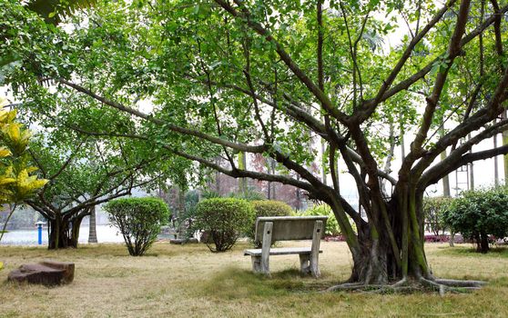 Bench under the tree 