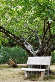 Bench under the tree 