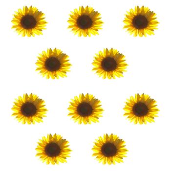 Isolated gorgeous sunflower on white background, in rows of three and two