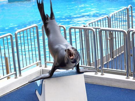 sea lion basking in the sun 