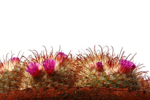 Blossoming cactuses in a clay jug with a white background.