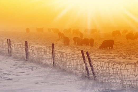 sheeps in icy cold snow with nice sunset