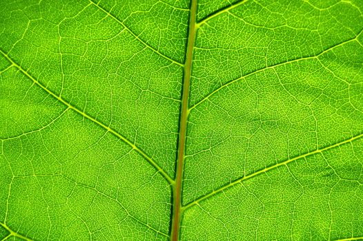 structure texture and pattern of green leaf