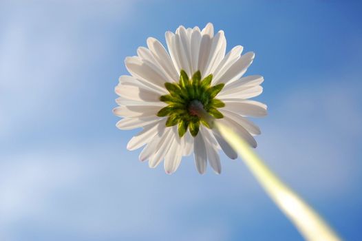 daisy from below under blue sky in summer