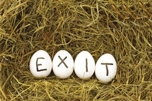 exit concept with eggs on hey or straw