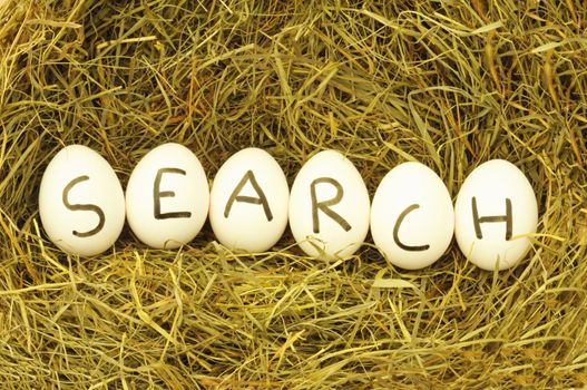 internet search concept with eggs on green grass or hey