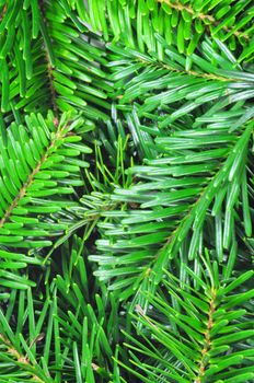 fresh green fir branch with copyspace for a text message