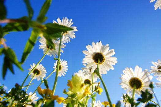 daisy flowers from below under blue sky in summer