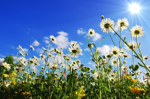 daisy flowers in summer from below with blue sky