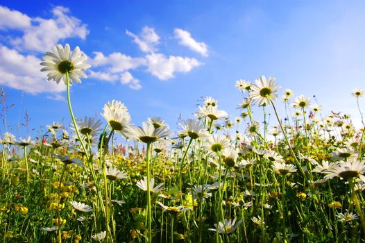 daisy flower from below with blue sky in summer