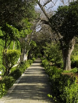 Pathway along olive trees in a Malta public garden