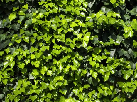 Backdrop made of real vivid ivy