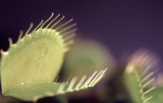 Macro image of a Venus Fly Trap