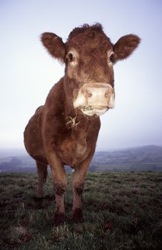 A wide angle image of a cow stood on Kerridge Hill near Bollington peak district derbyshire uk