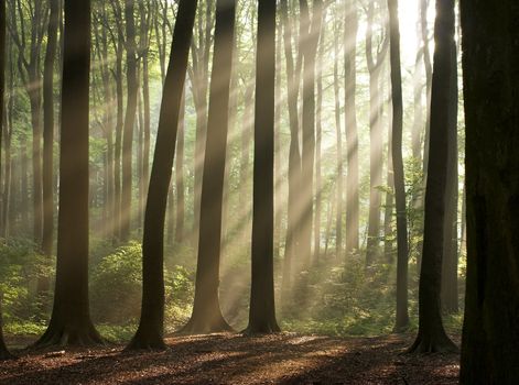 Sunny morning in an early autumn forest; sun rays are visible in a light haze.