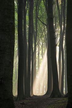 Sunny morning in an early autumn forest; sun rays are visible in a light haze.